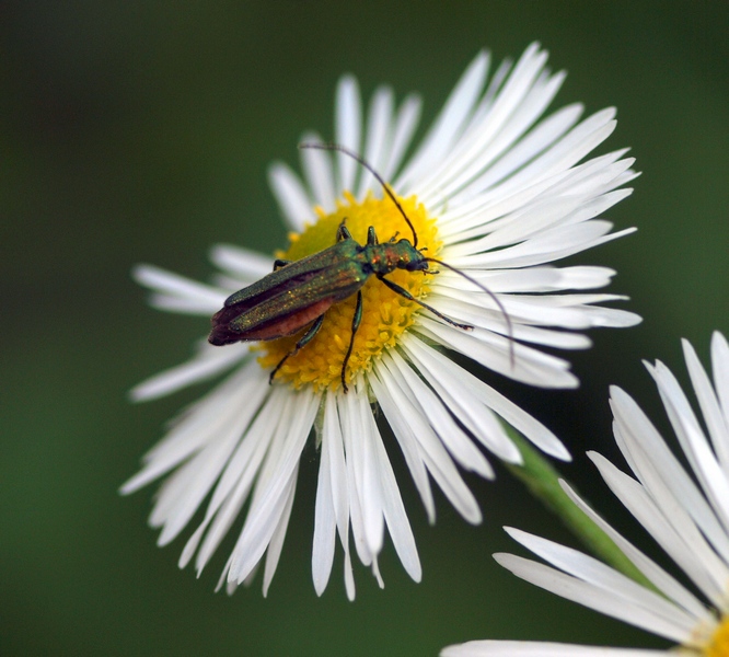 Oedemera